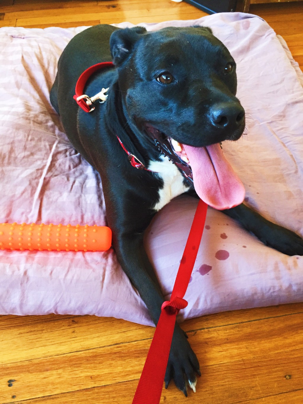 Whoof! My name is&nbsp;Madonna!